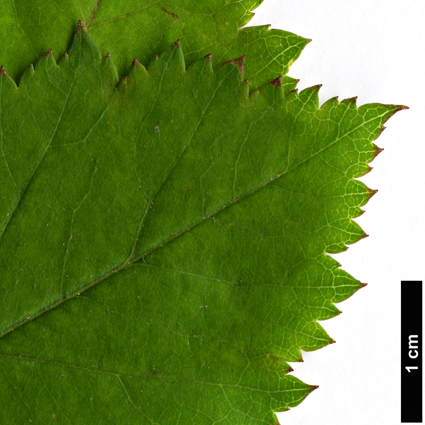 High resolution image: Family: Rosaceae - Genus: Crataegus - Taxon: intricata - SpeciesSub: var. straminea